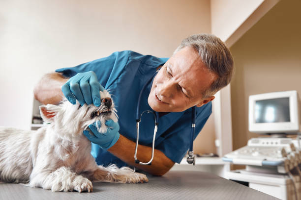 Best Emergency X-Rays and Diagnostics in Benton, KY